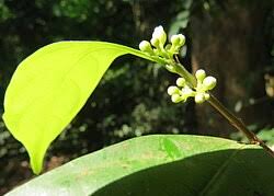 Image result for Dichapetalaceae