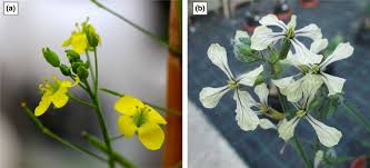 Image result for Diplotaxis tenuifolia