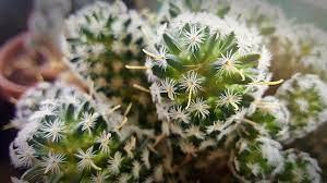'cs' obtained here (from costco, not a. Cactus Prickly Geometric Free Photo On Pixabay