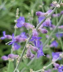 Image result for perovskia atriplicifolia 'little spire'