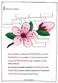 Kirschen Kirschbaumblute Kirschen Seidenpapierblumen