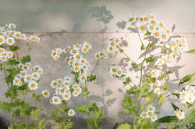 We did not find results for: Chamomile Plant Care And Growing Guide