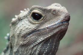 Tuatara New Zealand Tuatara Reptiles And Amphibians Animals