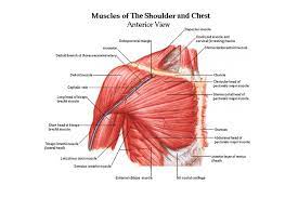 An example of external rotation of the shoulder is seen in a tennis backhand stroke. 10 Best Shoulder Exercises For Men Man Of Many