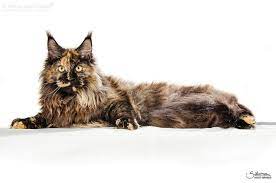 A female maine coon named pebbles was one of three kitties to play argus filch's pet feline, mrs. Maine Coon Personality Things You Don T Know About The Gentle Giant Maine Coon Cat