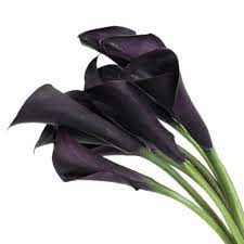 Check spelling or type a new query. Deep Purple Calla Lilies Icons Png Free Png And Icons Downloads