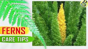 Check spelling or type a new query. House Ferns Care Tips Christmas Fern Boston Fern Foxtail Fern Asparagus Fern Care Garden Tips Youtube