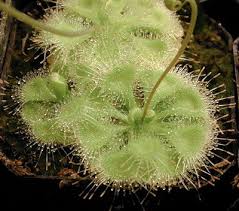 Shop carnivorous plants available from our nursery, new species and stock are added regularly. Growing Drosera Burmannii And D Sessilifolia Icps