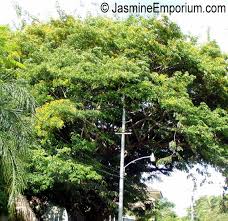 Image result for Pterocarpus megalocarpus