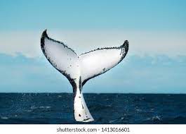 The humpback whale is one of the rorquals, a family that also includes the blue whale, fin whale the shape and color pattern on the humpback whale's dorsal fin and flukes (tail) are as individual in. Humpback Whale Fluke Air Stock Photo Edit Now 1413016601