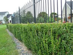 Check spelling or type a new query. Boxwood Degroot S Nurseries