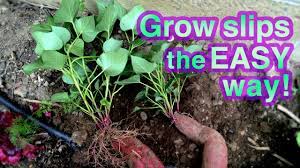 Unlike white potatoes, where you plant a seed potato whose eyes are starting to sprout, with sweet potatoes you start with bits of vine called slips. How To Grow Sweet Potato Successfully It S Super Easy Youtube
