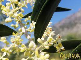 Express your love to family and friends, or acknowledge a significant milestone with our unique living tree gifts. Olive Tree Flowers What Do Olive Tree Flowers Look Like Oliviada