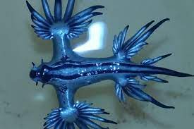 In japan, the azure dragon is one of the four guardian spirits of cities and is believed to protect the city of kyoto on the east. Dragao Azul Chama Atencao Em Praias De Salvador Bahia Farol Da Bahia