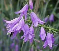 Image result for Campanulaceae