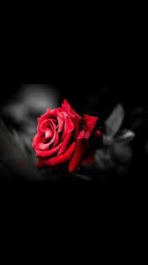 Mahmut Atici Adli Kullanicinin Guller Roses Rosas Roses Rosen ورود Panosundaki Pin Yaratici Fotografcilik Cicek Guller