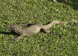 Varan Terrestre Varanus Bengalensis Land Monitor Lezard Sri Lanka Reptiles And Amphibians Amphibians Animals
