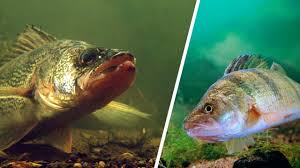 Predator And Prey Balance Biology Anglingbuzz Prey is a term used to describe organisms that predators kill for food. predator and prey balance biology