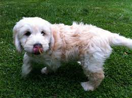 Check spelling or type a new query. Golden Retriever Shih Tzu Mix Size Character And Pictures