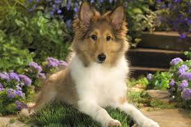 The furry, smart, scottish miniature collie. Shetland Sheepdog Sheltie Puppies For Sale From Reputable Dog Breeders