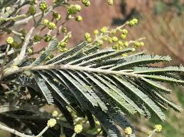 Image result for Acacia dealbata