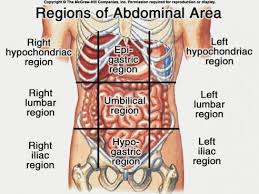 Abdominal Regions Anatomy Organs Body Anatomy Human Body Anatomy