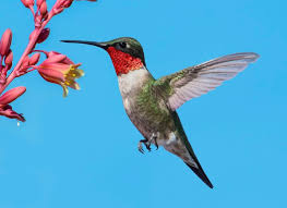 See how long they can keep up an easy flapping pace hummingbirds are such good flyers, they almost never walk. 7 Facts About Ruby Throated Hummingbirds You Should Know Birds And Blooms