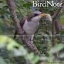 Profile Picture of Yellow-billed Cuckoo - Rain Crow - Facebook (@facebook.com) on Google