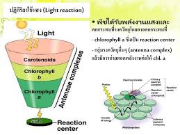 Photosynthesis Photosynthesis Light Reaction Chemical Energy