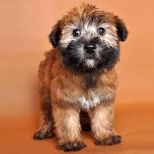 The average for stud ad gets 3 contacts in the first 8 weeks & the average for sale ad is open for just 5 days. Why Wheaten Terriers Are The Best Family Dog In The World Pethelpful