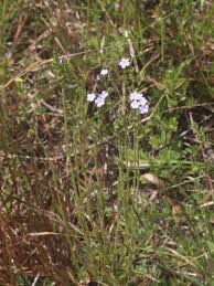 Image result for Buchnera hispida