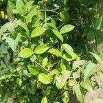 Image result for Secamone filiformis