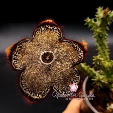Edithcolea Grandis Tapete Persa Cacto Estrela Fedidinha Apolonia Grade Rosa Do Deserto