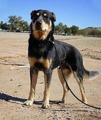 The rottweiler and husky mix, often termed the 'rottsky,' combines all the beauty and wonder of these two stunning breeds. Traits Of The Rottweiler Husky Mix Rottsky Daily Dog Stuff