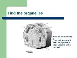 Plant cells have a cell wall, chloroplasts, plasmodesmata, and plastids used for storage, and a large central vacuole, whereas animal cells do not. Cell Organelles Parts Of A Cell There Are