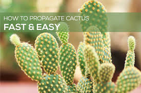 Image result for cactus cuttings