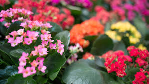 Kalanchoe Descripcion Y Cuidados Jardinatis