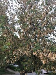 Leave a comment below, if you're going to use it to share what you've done. Helicopters Of Horror Could Soon Be Raining Down In Your Yard Inspired Living Omaha Com
