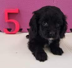 The cockapoo is an intelligent pup with lots of energy. Cockapoo Puppies For Sale For Sale In Belleville Michigan Classified Americanlisted Com