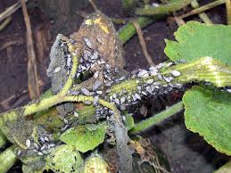 We did not find results for: What S Wrong With My Plant Garden University Of Minnesota Extension