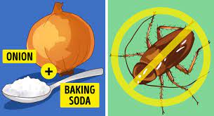 Fortunately, there are many ways to suspend these problems. 7 Ways To Get Rid Of Insects In Your House That Actually Work