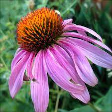 Clearance Sale Echinacea Purpurea Water Wise By Kenyonorganics Echinacea Purpurea Echinacea Water Wise
