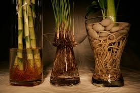 But for this, lucky bamboo must be planted properly. Decorate Your Home Office With These Indoor Plants To Bring Good Health And Luck