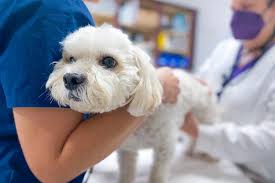 Why Regular Vet Visits Matter for Your Pet's Health
