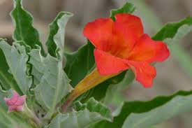 Image result for Pterodiscus elliottii