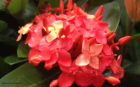 Image result for Ixora laurentii