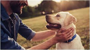 History, top tweets, 2021 date, fun facts, quotes, and things to do. International Dog Day 2021 Here S Why Dogs Are Man S Best Friend