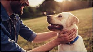 International dog day international dog day is celebrated every year on 26 august. International Dog Day 2021 Here S Why Dogs Are Man S Best Friend