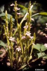 Image result for Striga gesnerioides