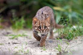 Still, over time, breeders have managed to bring together the wild and domestic in these distinct breeds. Smallest Wild Cats In The World